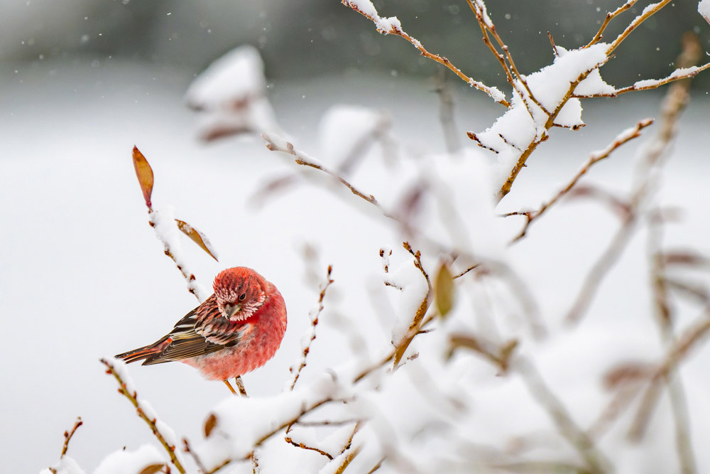 雪中に舞う深紅の小鳥 オオマシコ
