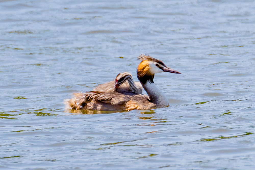 雛をおんぶしている様子。雛には縞模様がある