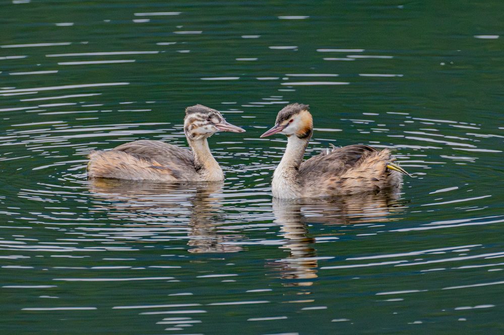 カンムリカイツブリの幼鳥（左）