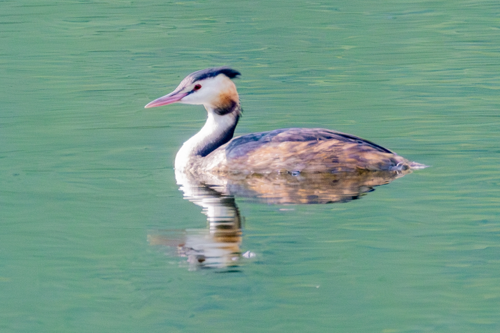 夏羽は、頭の冠羽と頬の飾り羽が特徴