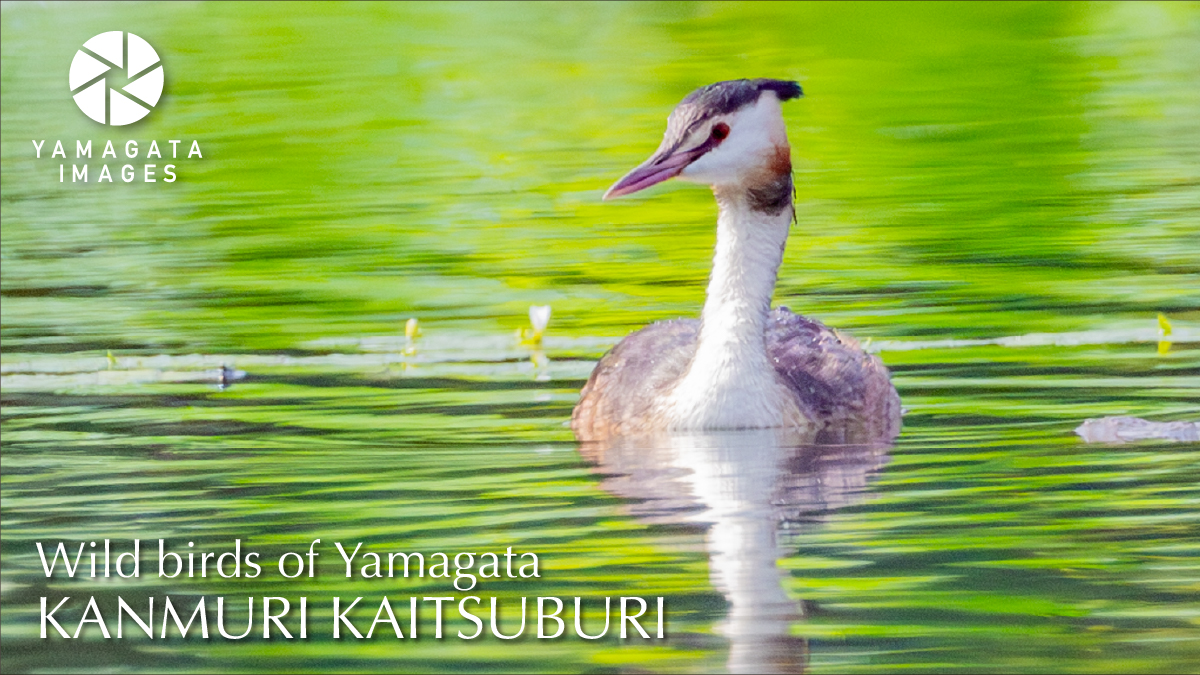 カンムリカイツブリ動画