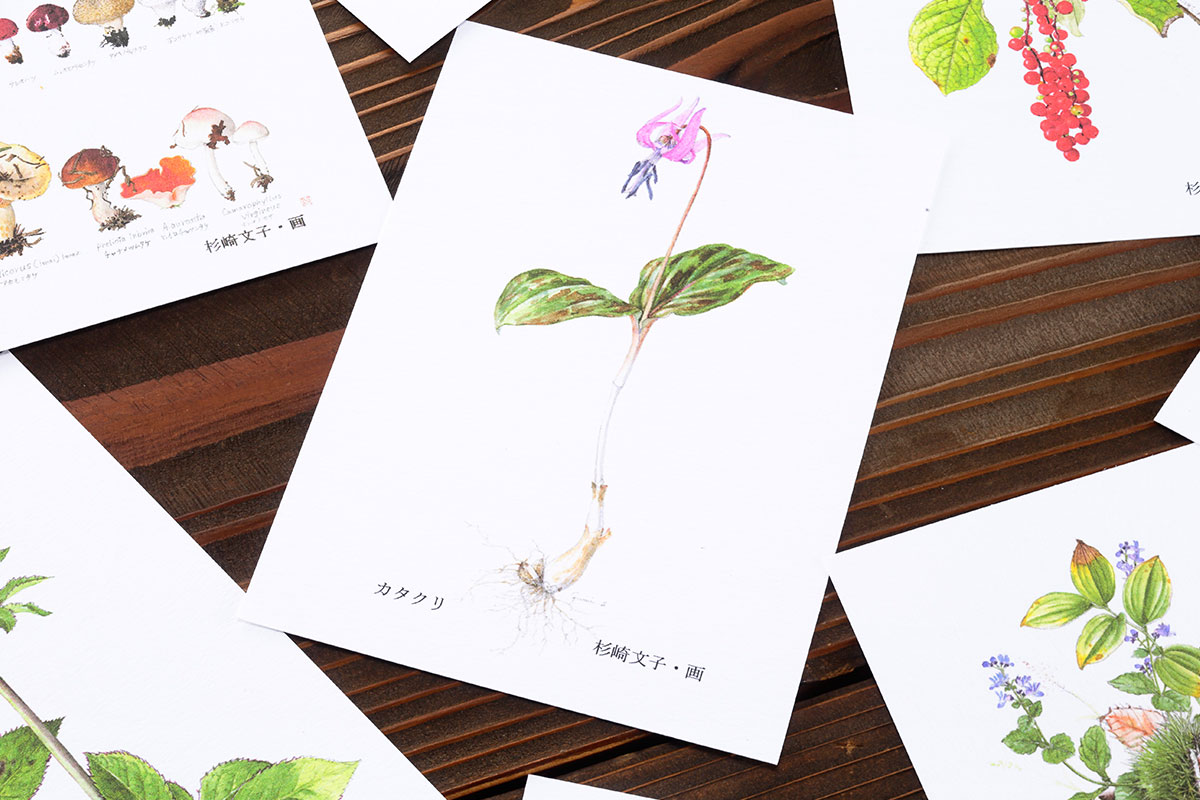 万葉集に登場する植物を、というコンセプトで描いた一枚。文子さんの幼少期の思い出とも重なるカタクリ