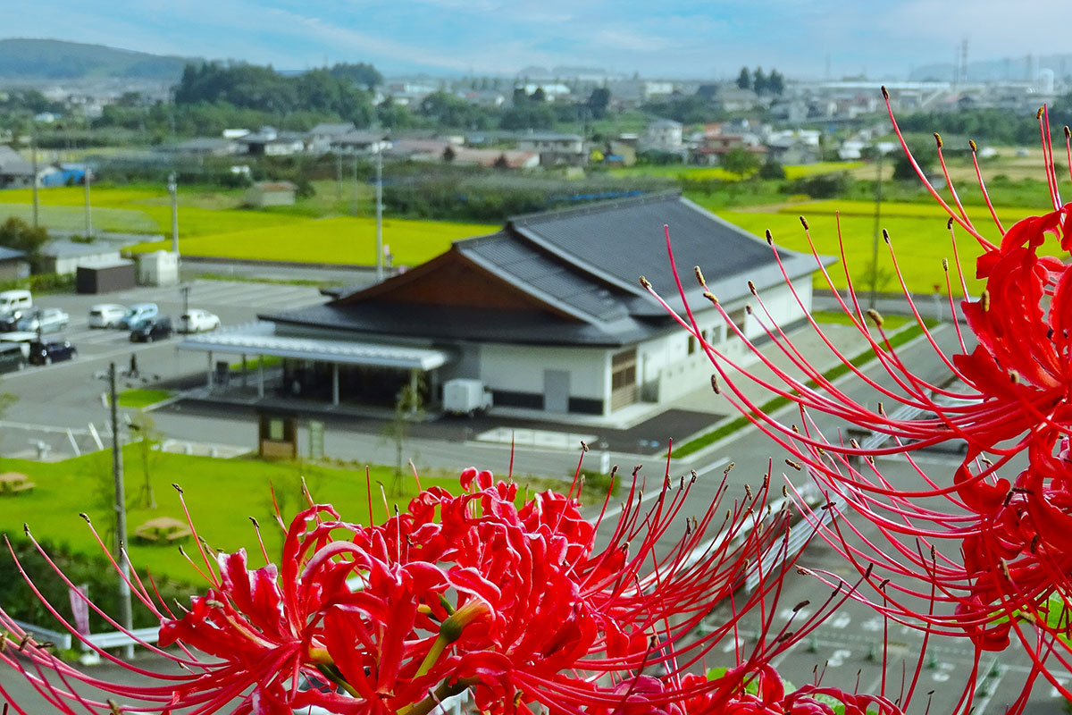 慈恩寺に群生している彼岸花。取材時には咲き始めの深紅の花々が出迎えてくれました。彼岸花の咲くシーズンはフォトスポットとしても人気です（写真提供：bookmark）