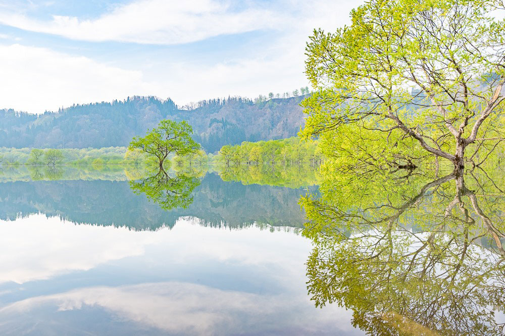 一ヶ月限定の幻想的風景「白川ダム湖の水没林」