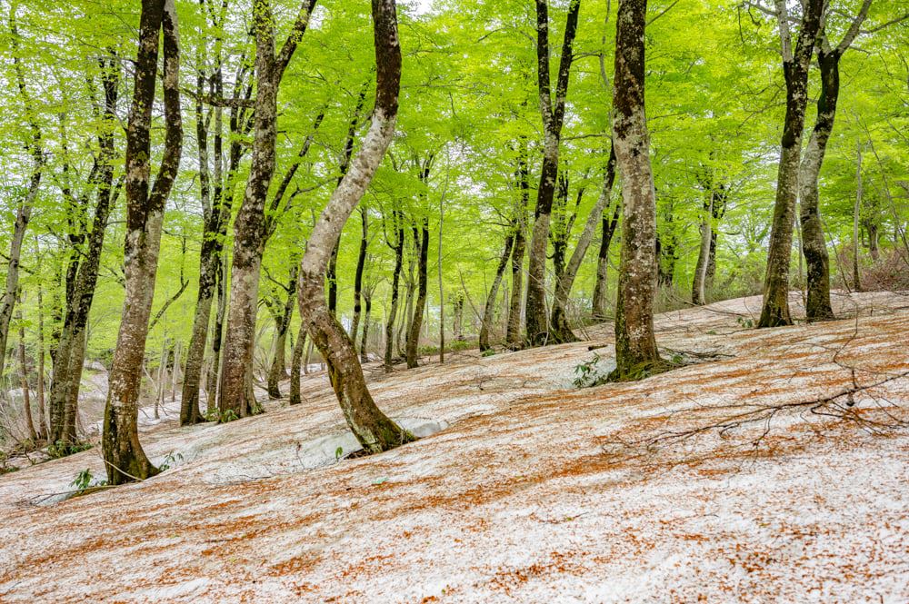 新緑と雪紅葉が彩る「月山残雪ブナ林」