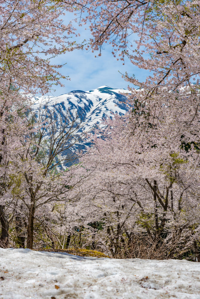 残雪桜の樹間から見える雄大な飯豊連峰