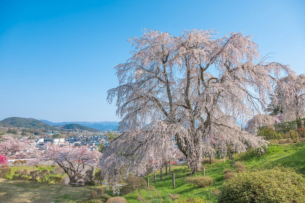 双松公園・眺陽桜（南陽市）樹齢約150年のしだれ