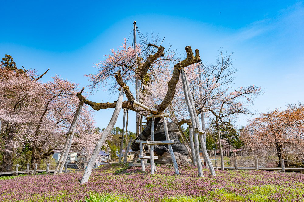 伊佐沢の久保桜（長井市）樹齢約1,200年。国指定天然記念物