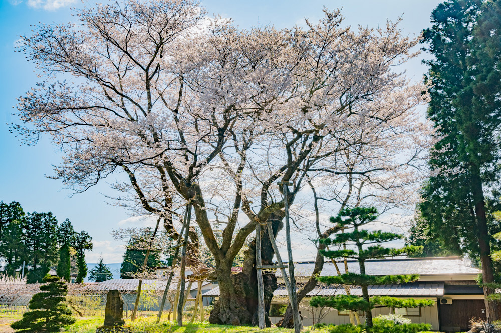 草岡の大明神桜（長井市）樹齢約1,200年。国指定天然記念物