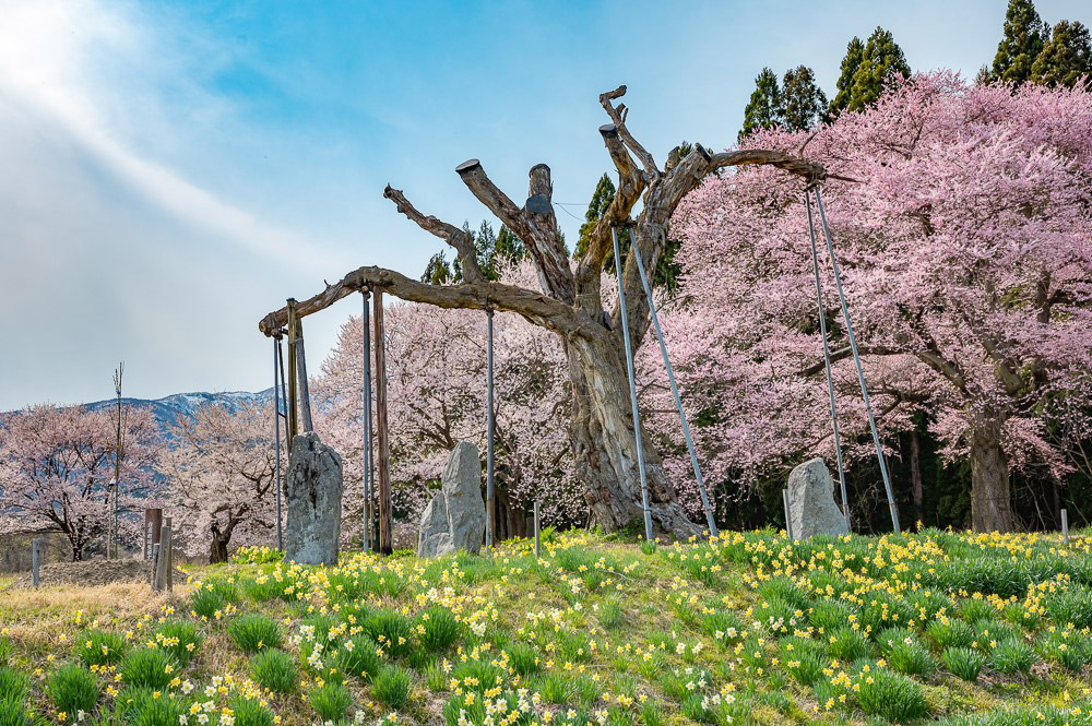 釡の越農村公園の桜（白鷹町）枯死した釡の越桜を囲む桜群