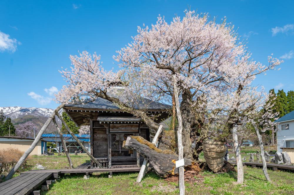 薬師桜（白鷹町）樹齢約1,200年。県指定天然記念物