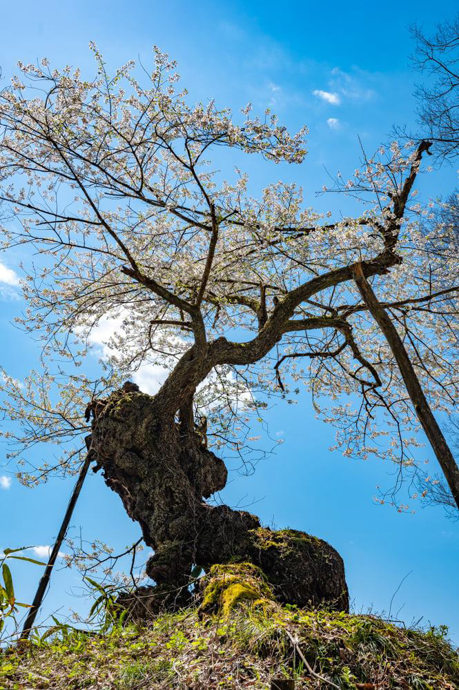 赤坂の薬師桜（白鷹町）樹齢約970年。県指定天然記念物