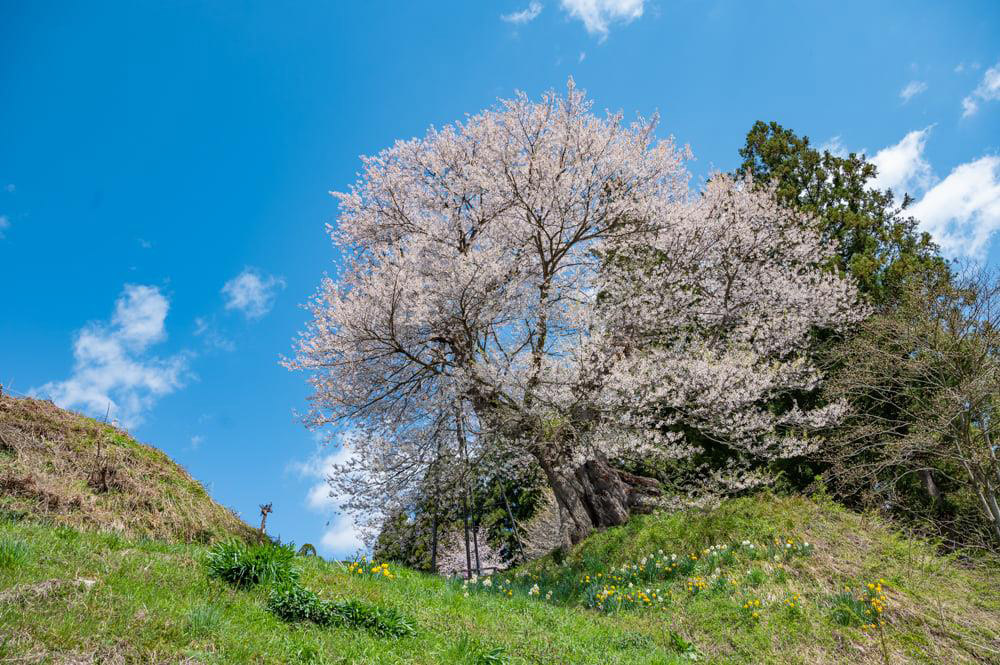 子守堂の桜（白鷹町）樹齢約1,020年。県指定天然記念物