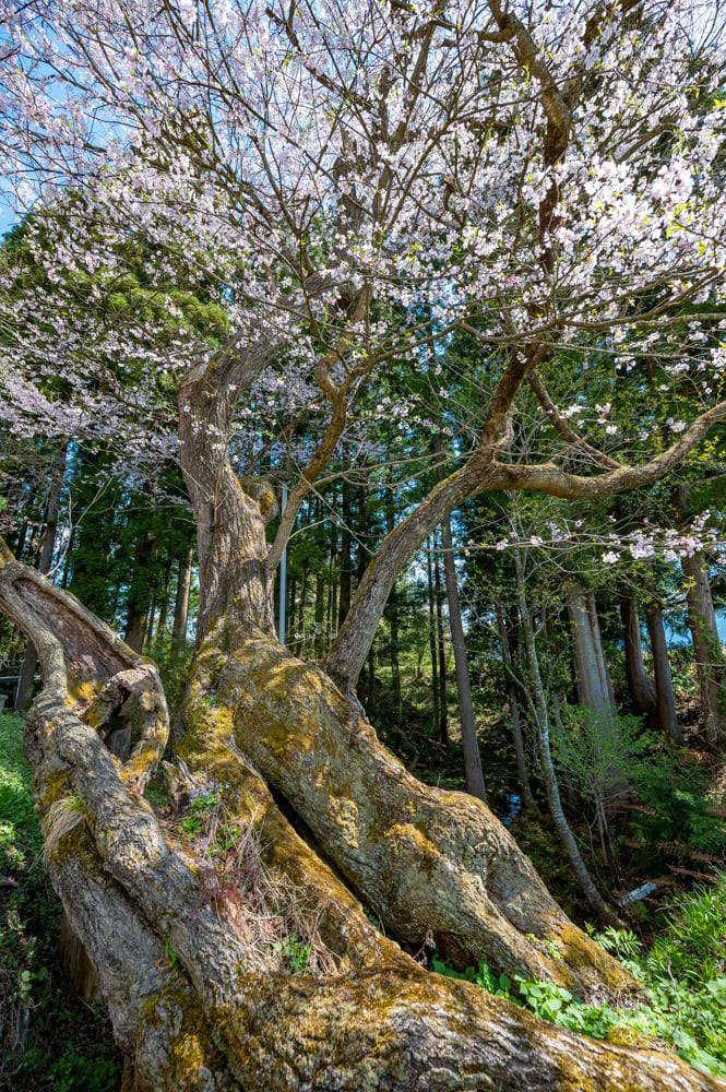 後庵桜（白鷹町）樹齢約680年。県指定天然記念物