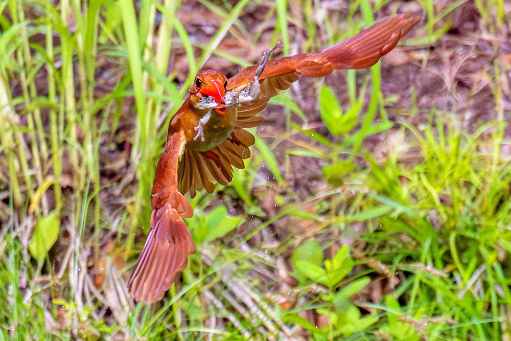 沼に飛び込みカエルを捕まえた