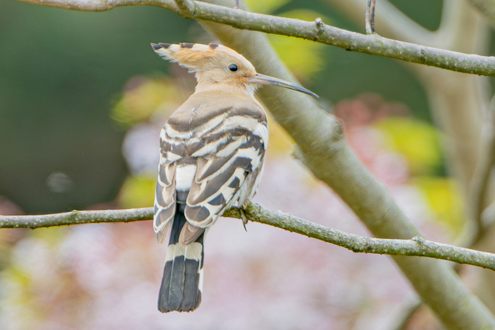 旅する幻の鳥 ヤツガシラ