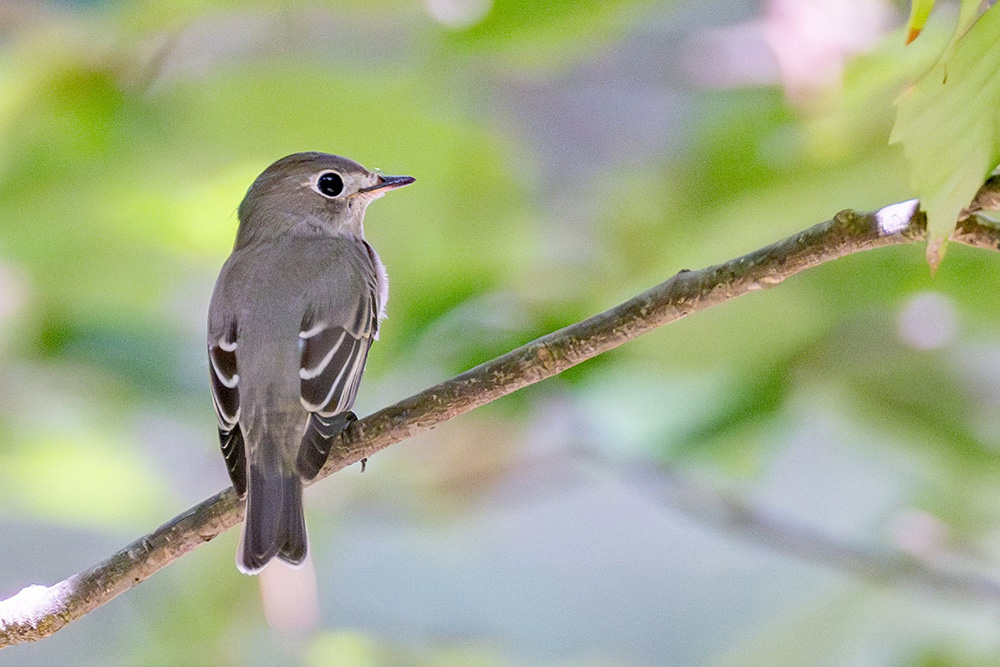 大きな瞳と白いアイリングが可愛らしい