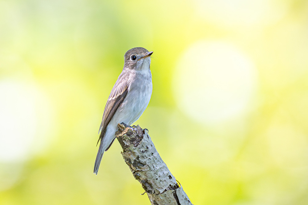 つぶらな瞳が可愛すぎる コサメビタキ