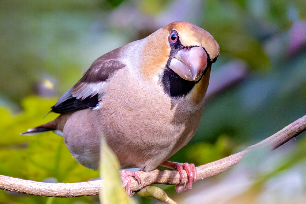 「睨み」がキマる！強面！