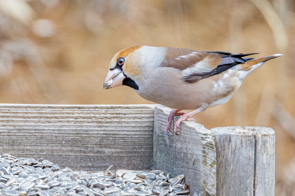 他の小鳥を追い払いエサ台を独占