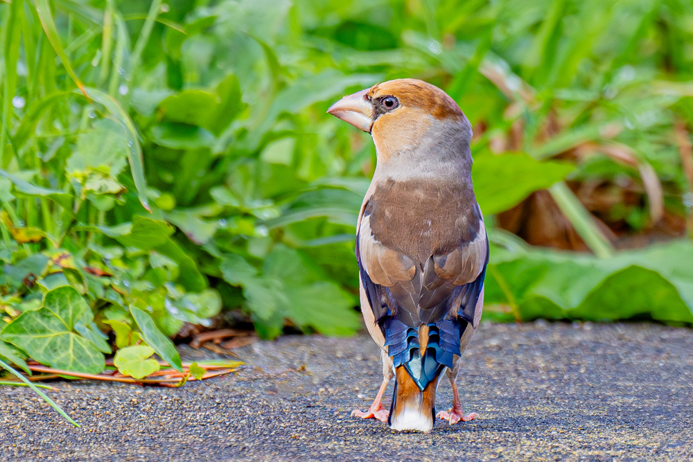 ドレープ状にたたまれた青黒色の翼が美しい
