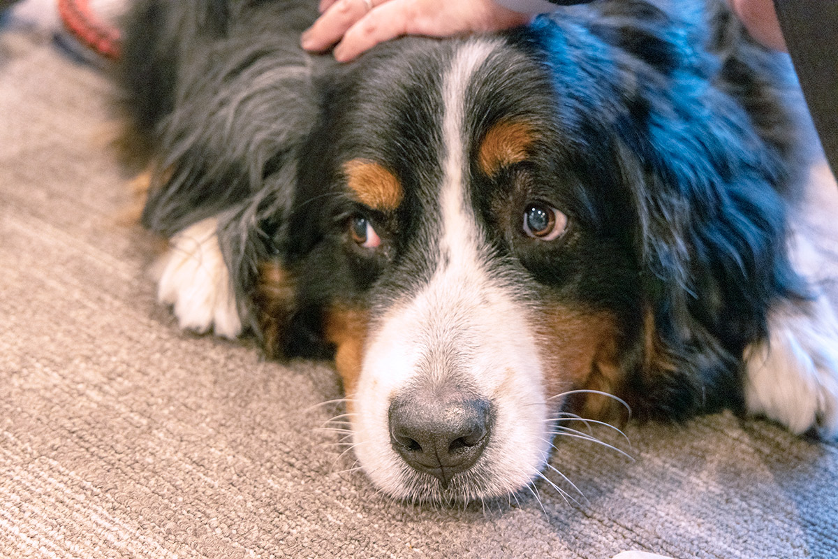 牧羊犬のバーニーズマウンテンドッグという犬種のほたるちゃん。とってもおりこうさんでファンサービスもしっかりできる子！皆さんもぜひほたるちゃんに会いにきてほしいです（館内のペット同伴専用レストランにて）