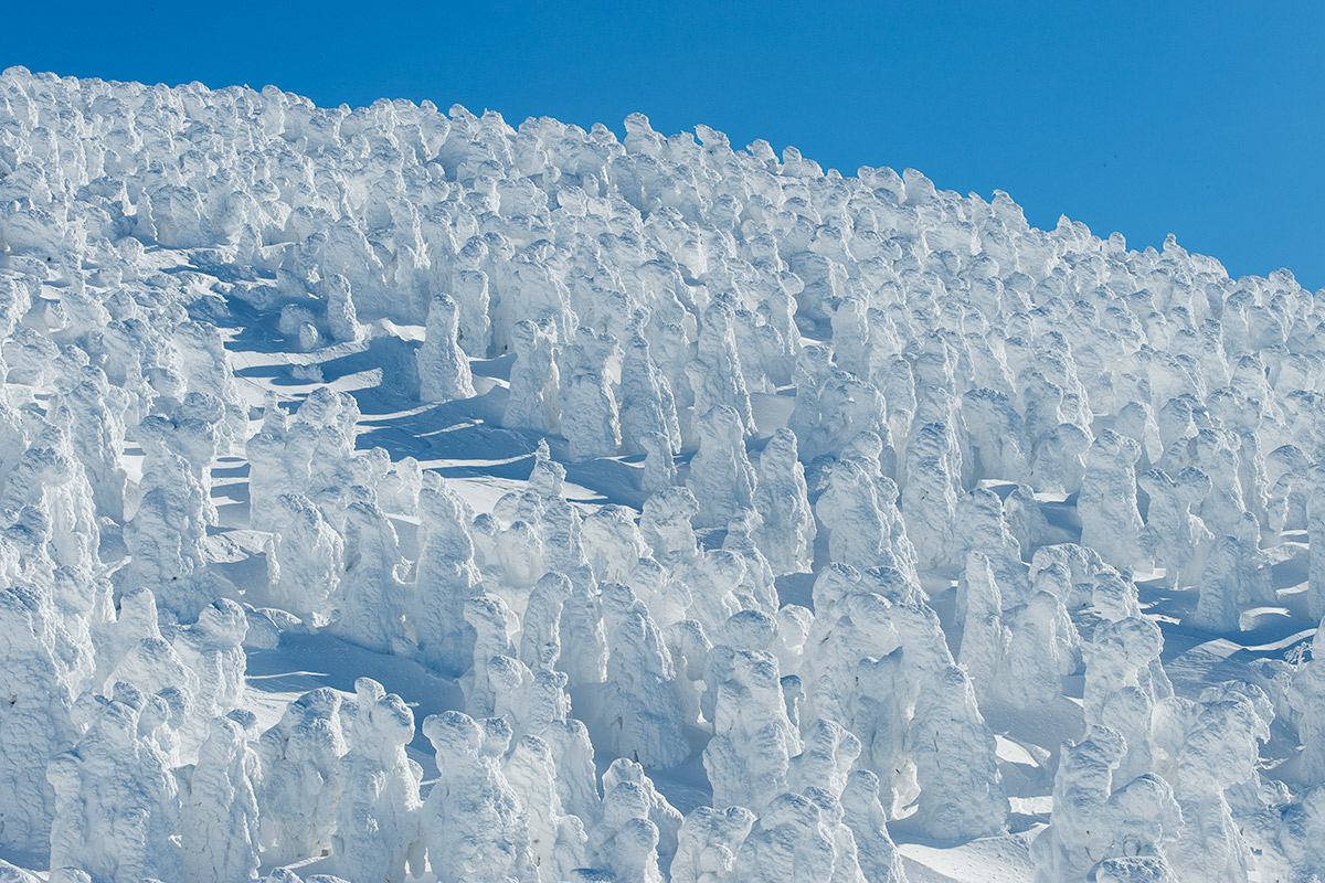 独特の気候条件が生む冬の絶景として知られている蔵王の樹氷。近年はさまざまな影響で樹氷の元となるアオモリトドマツが枯れる例も増加。現在、保存や再生に向けた取り組みが進められています