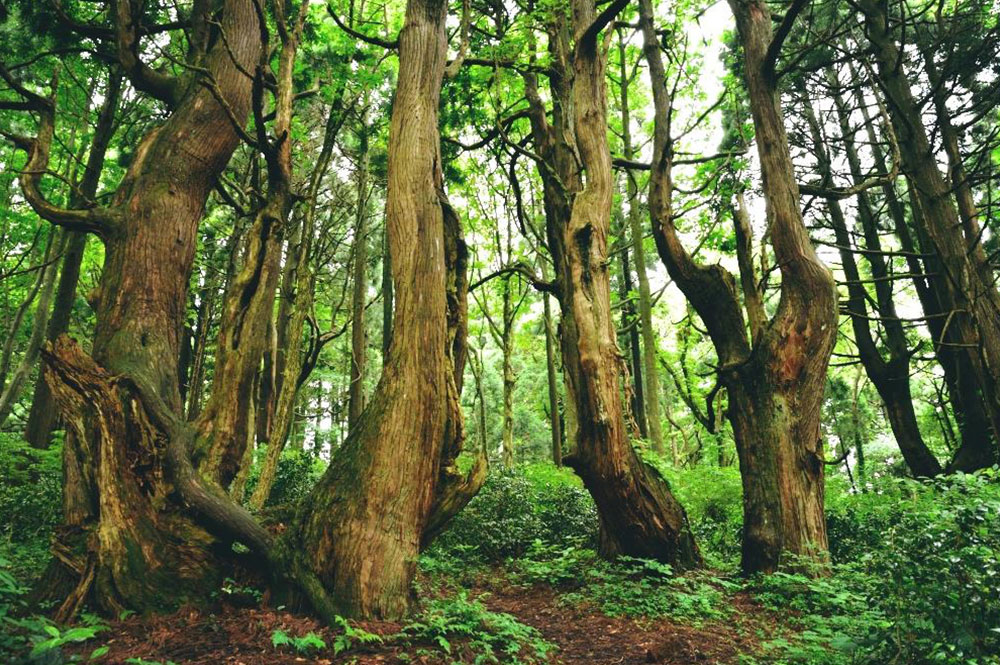 異形の杉は、森の一部だけに群生している