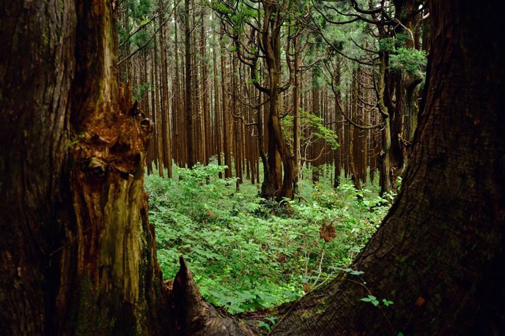 森の奥の杉林は、整然と垂直に伸びている
