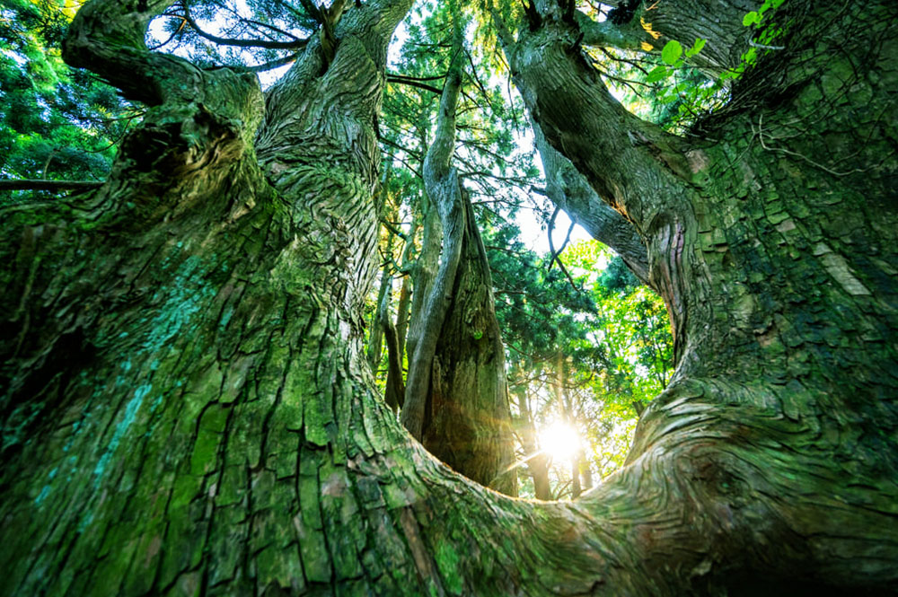 森の中心部にある巨老木の樹洞に朝陽が注ぐ