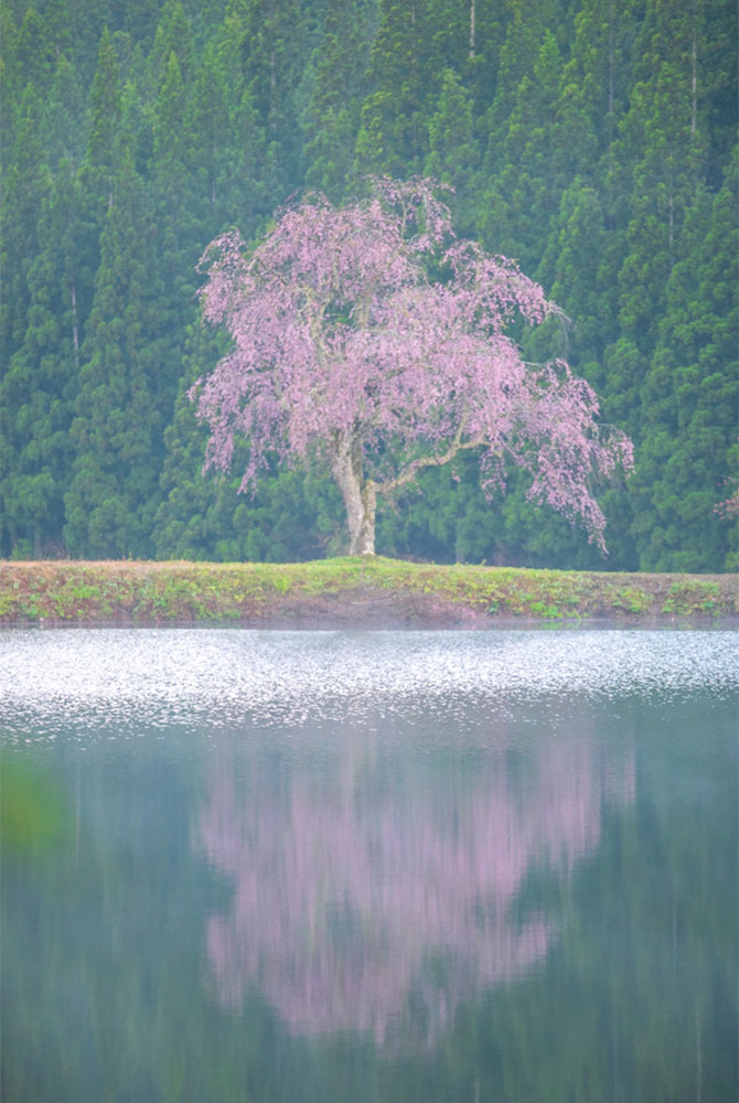早朝の風の無い時間帯に「逆さ枝垂れ桜」を見ることができる