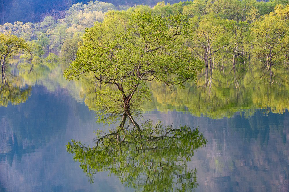 凪いだ湖面が水鏡となり木々を映す