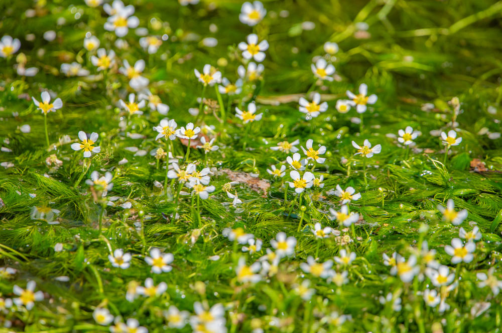初夏には梅花藻の白い花が水面を覆う