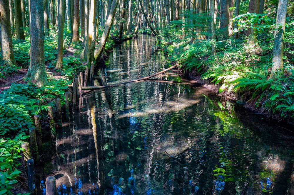 透明な水面に反射する木々、木漏日、青空