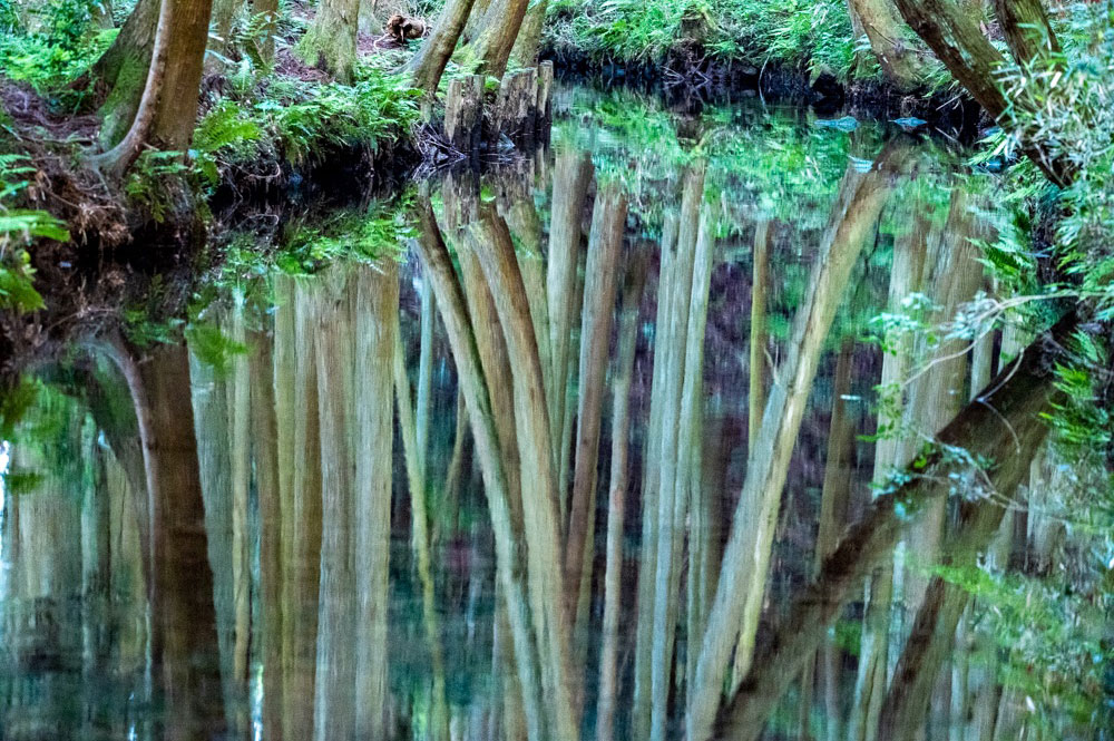 凪いだ水面が水鏡となり深緑の木々を映す