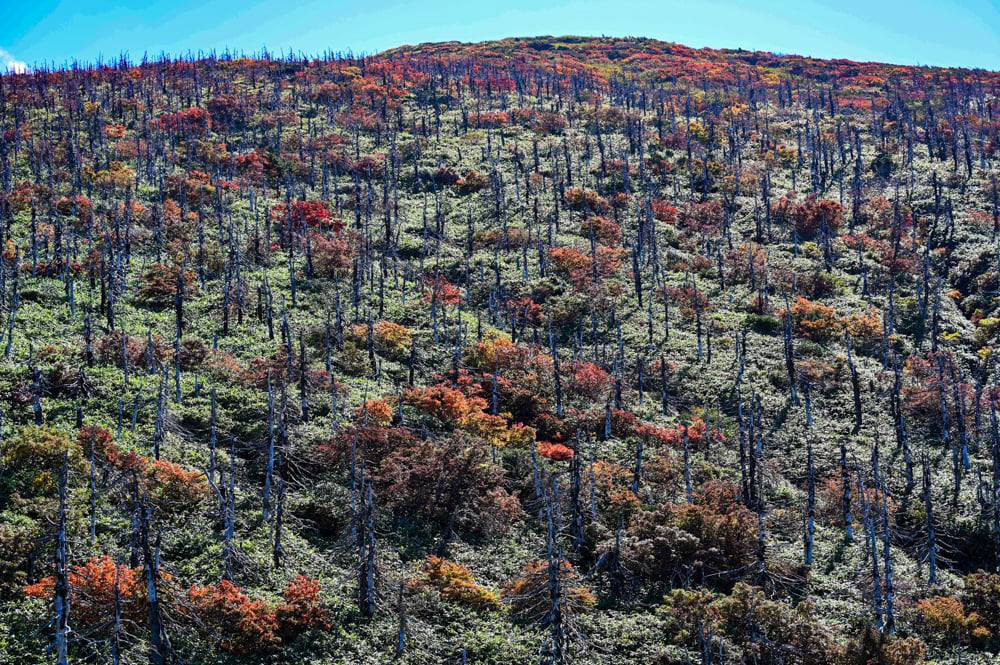 地蔵岳の枯死したアオモリトドマツと紅葉