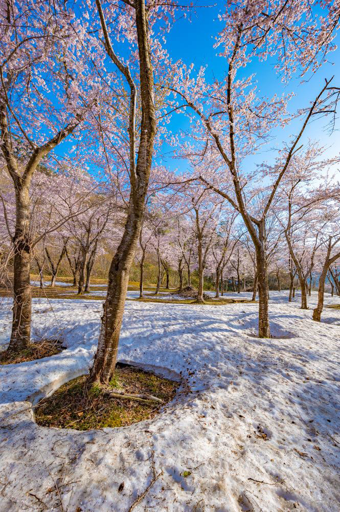 桜の根本だけ雪が融けて丸く穴が開いた「根開き」