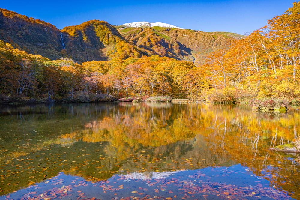落ち葉が沈む湖面に鳥海山と原生林の紅葉が映る