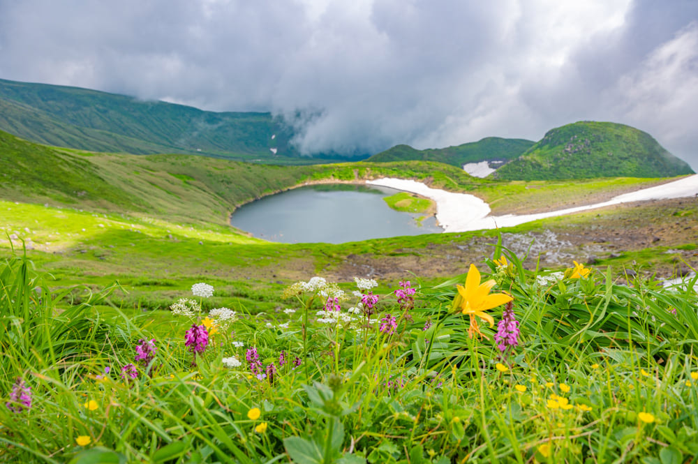 7月＿鳥海湖周辺を高山植物が彩る