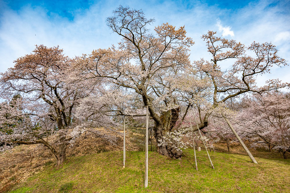 殿入桜（白鷹町）樹齢約680年。県指定天然記念物