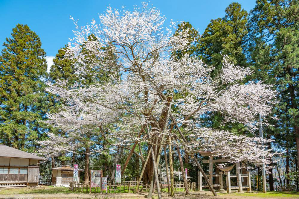 八乙女種まき桜（白鷹町）樹齢約500年。県指定天然記念物