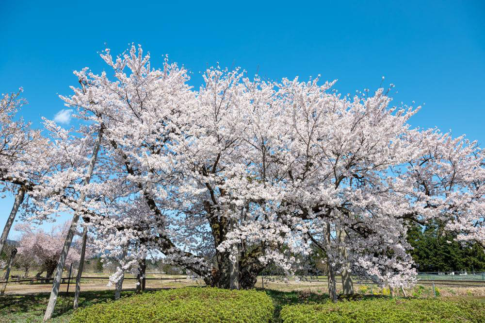 山口奨学桜（白鷹町）樹齢約100年。山口村小学校の記念植樹桜