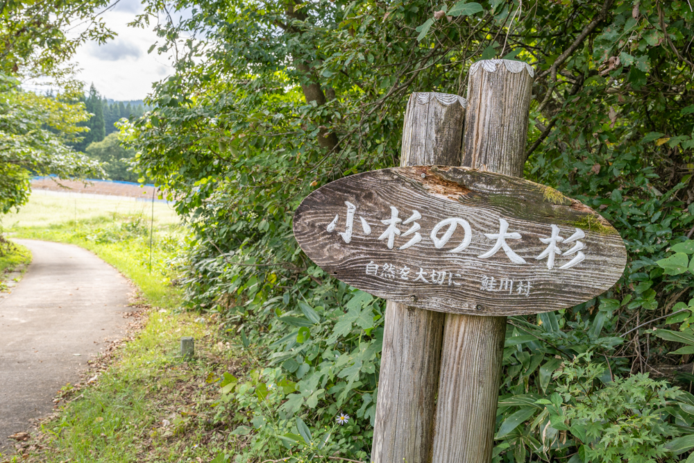 小杉の大杉への看板