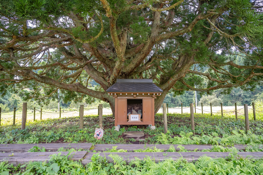 大杉の根元に祀られる山神様