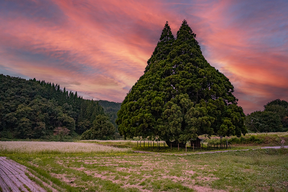 夕日に染まる大杉。秋には少し細身になるみたい