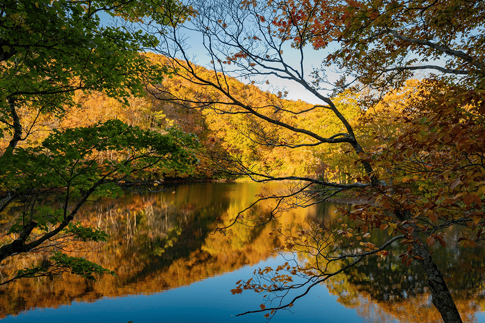 風のない早朝は、水面が水鏡になり紅葉を映す
