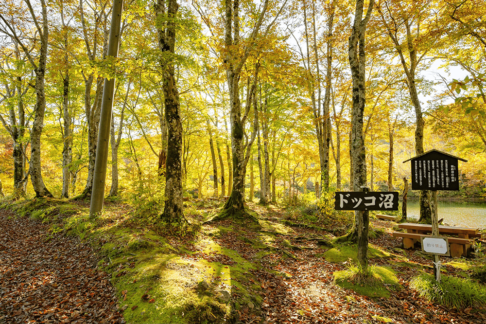 朝陽の木漏れ日がブナ林を黄金色に染める