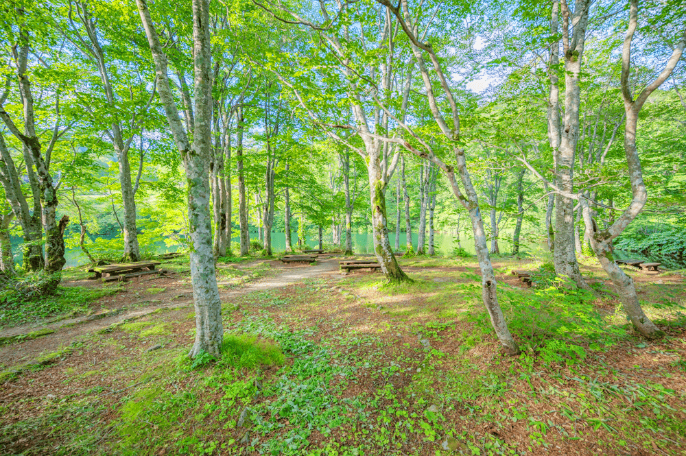 夏季は暑さ知らずの避暑地として人気
