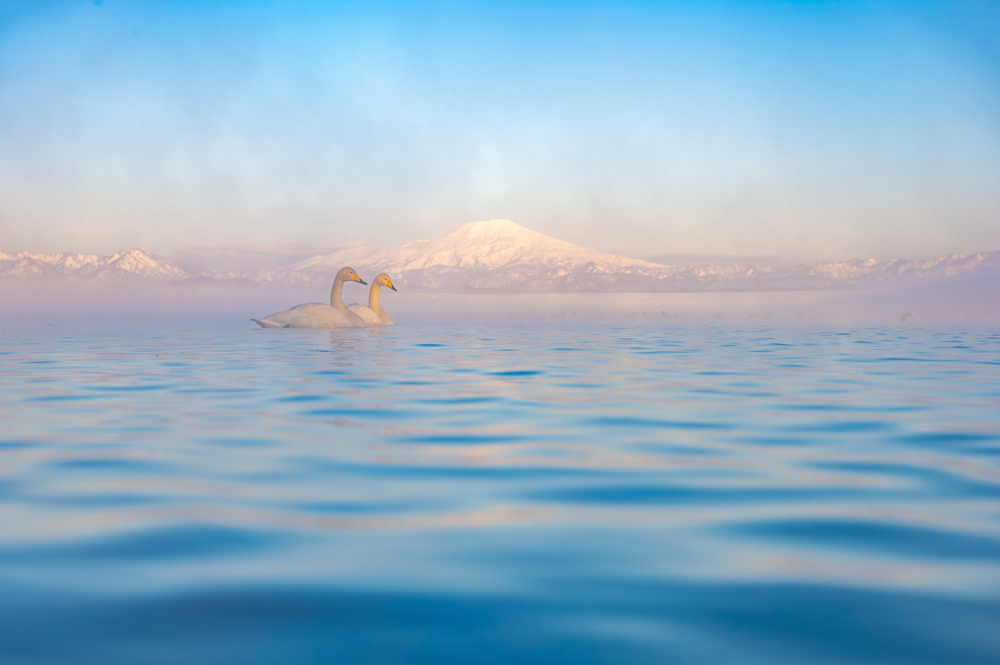 幻想的な朝焼けと朝靄に包まれるハクチョウのカップル
