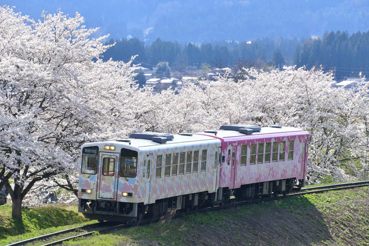 桜満開の線路沿いを走るフラワー長井線（画像提供：置賜総合支庁観光振興室）